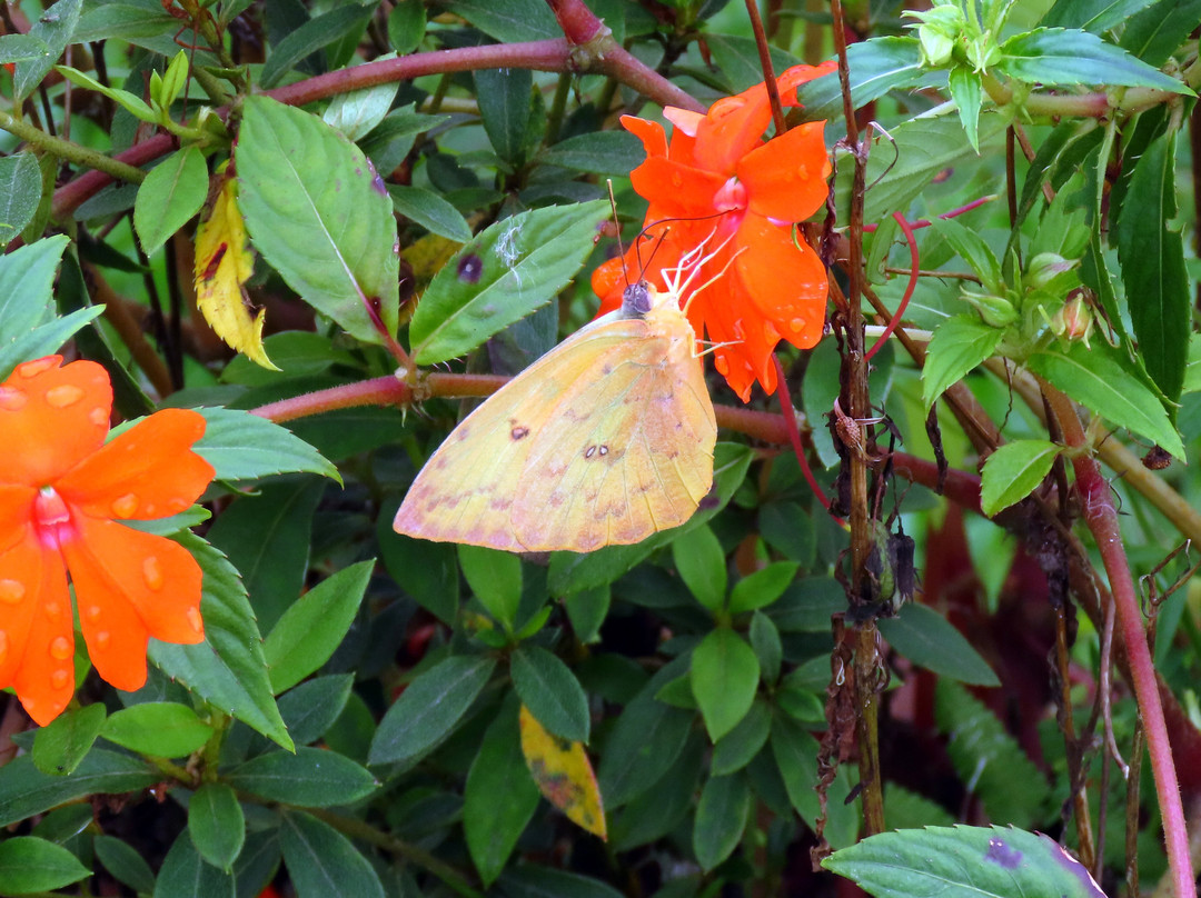 Blue Falls of Costa Rica-Bajos del Toro必去景点