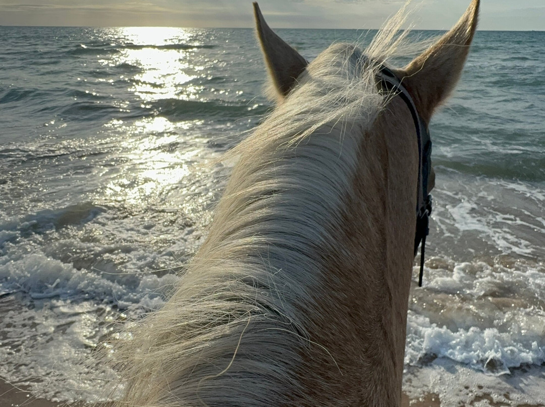 Hipica Gilillo-San Miguel de Salinas必去景点