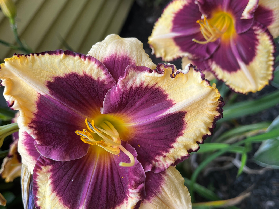 Farmhouse Inn Bed and Breakfast主图