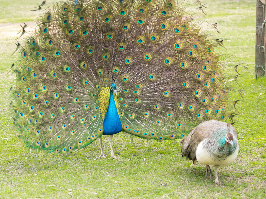 Parque natural de flora y fauna Dr. Talice-Trinidad必去景点