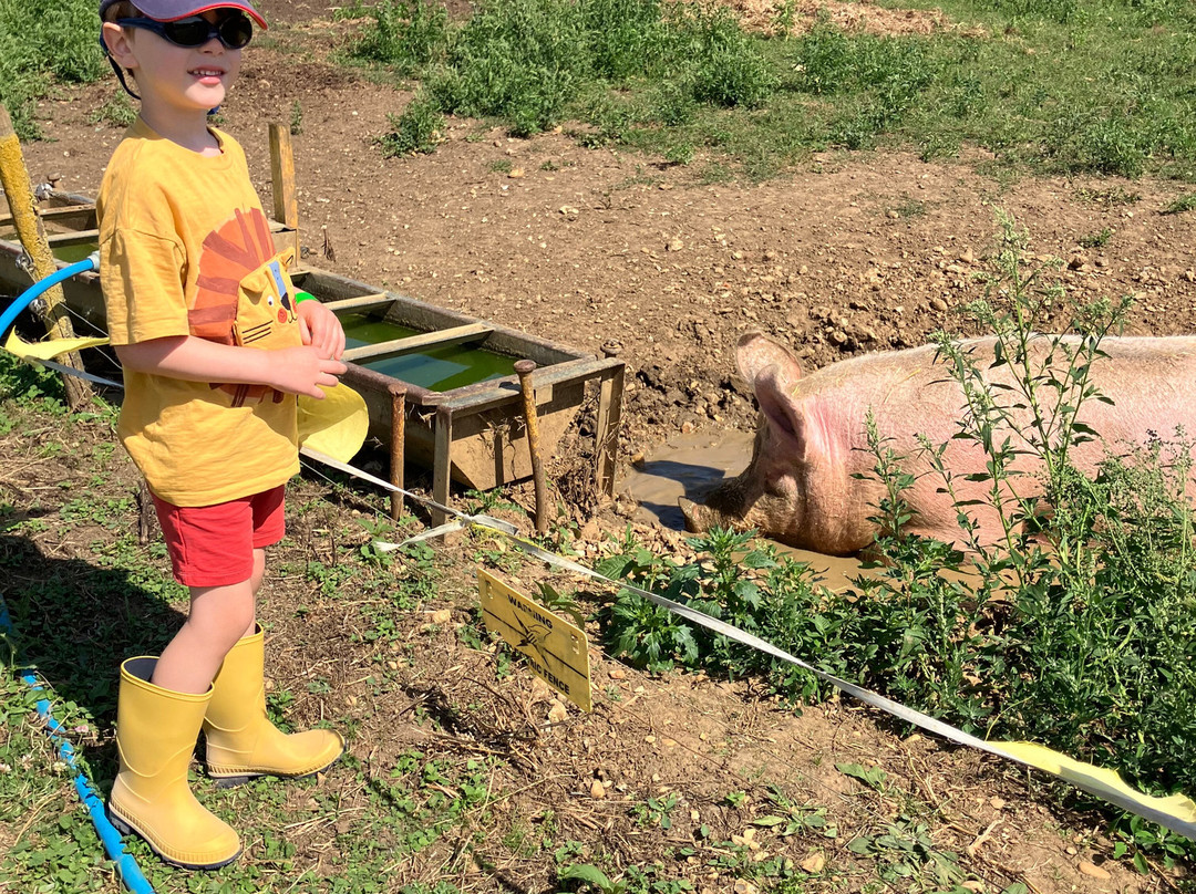 Church Farm Ardeley-斯蒂夫尼奇必去景点