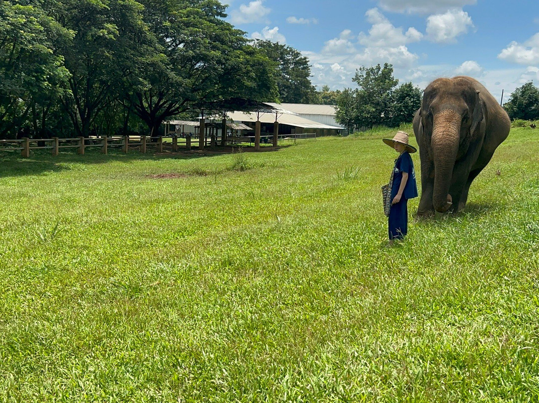 Kanta Elephant Sanctuary-清迈必去景点