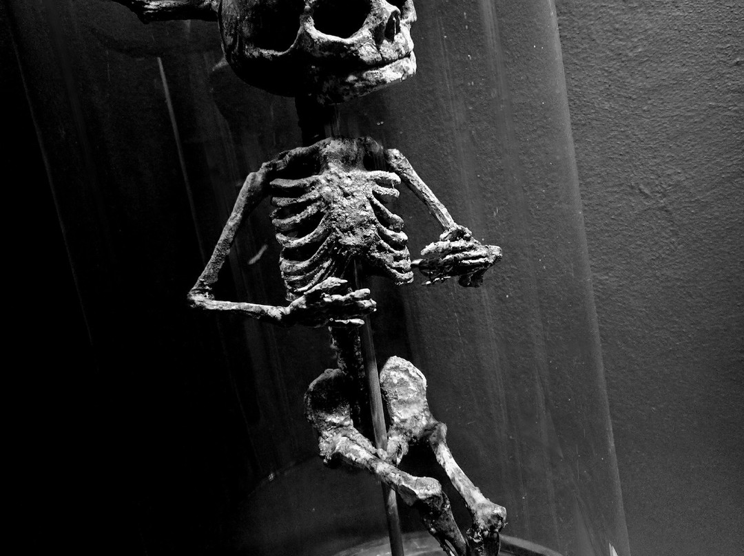 Museum Obscurum-Nykobing Falster必去景点