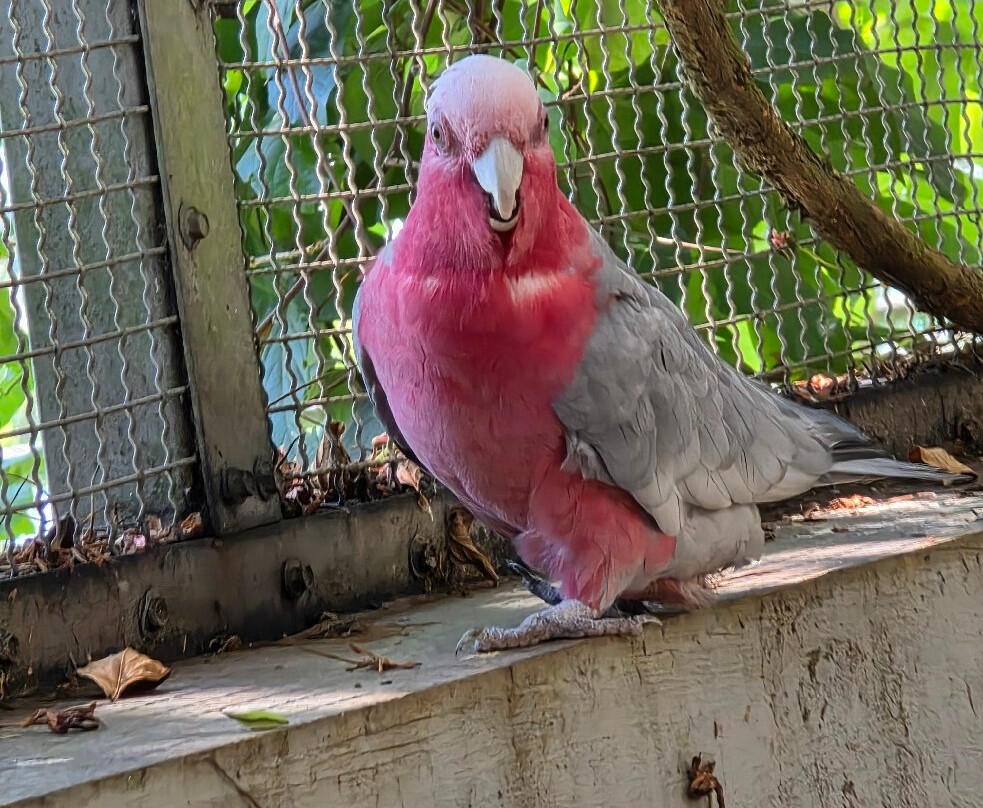 ARA Bird Garden-富禄必去景点