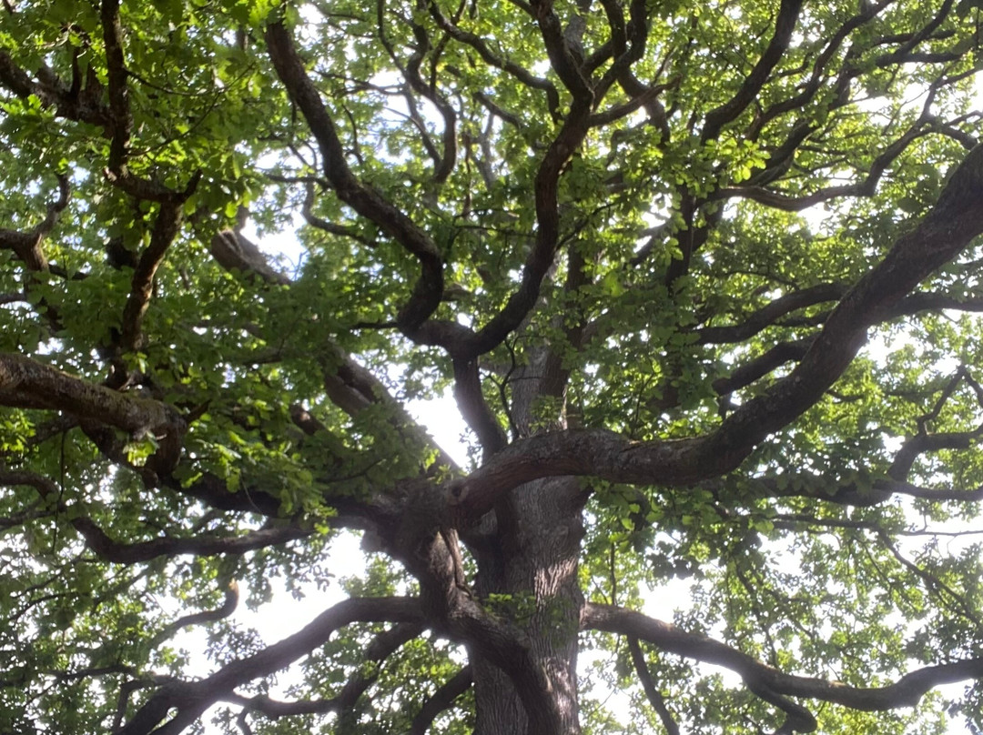 Beechenhurst-Coleford必去景点