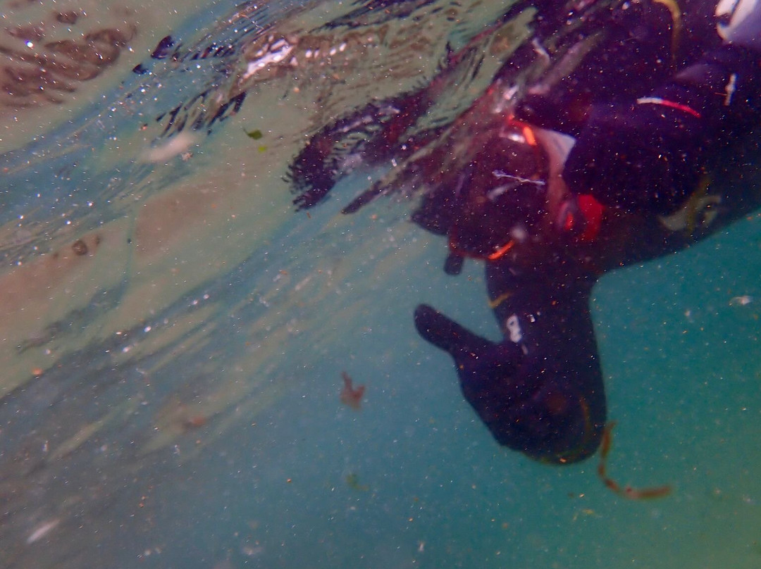 Snorkel Wild-Coldingham必去景点