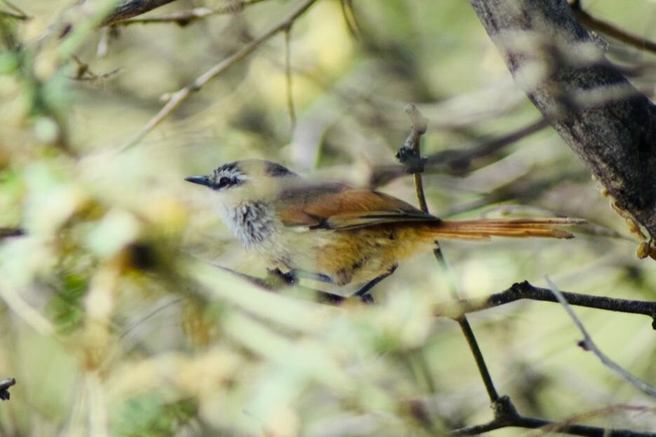 Birdwatching Máncora-Mancora必去景点