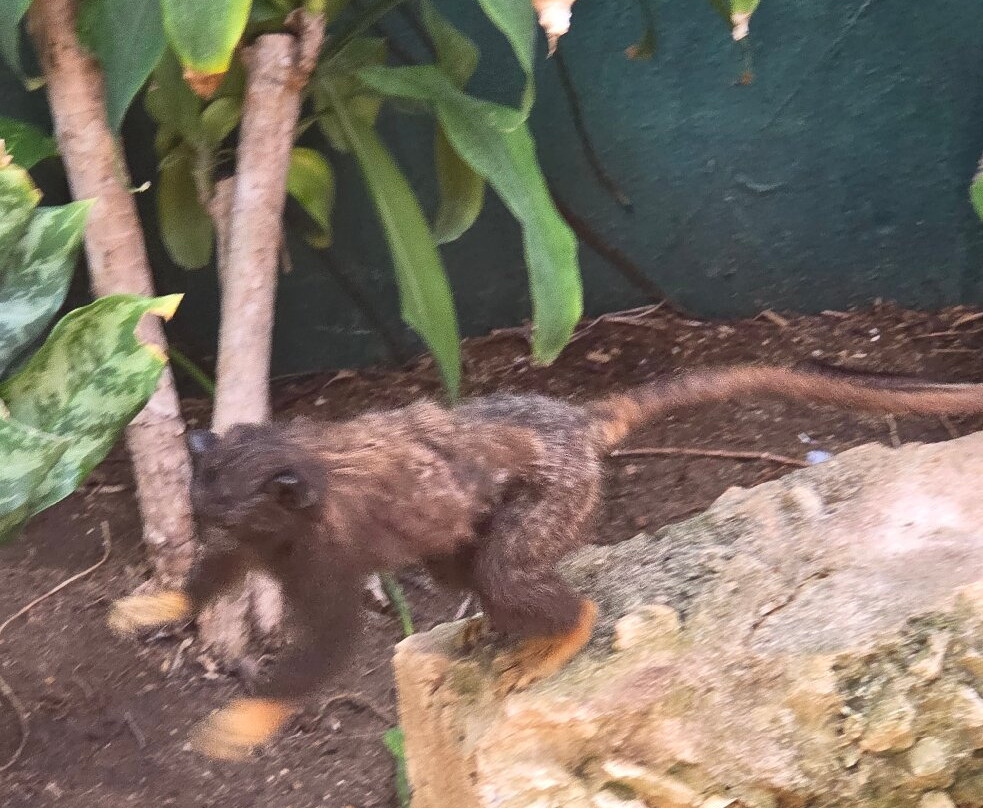 Amazonia: The Jungle Experience Tour-威廉斯塔德必去景点