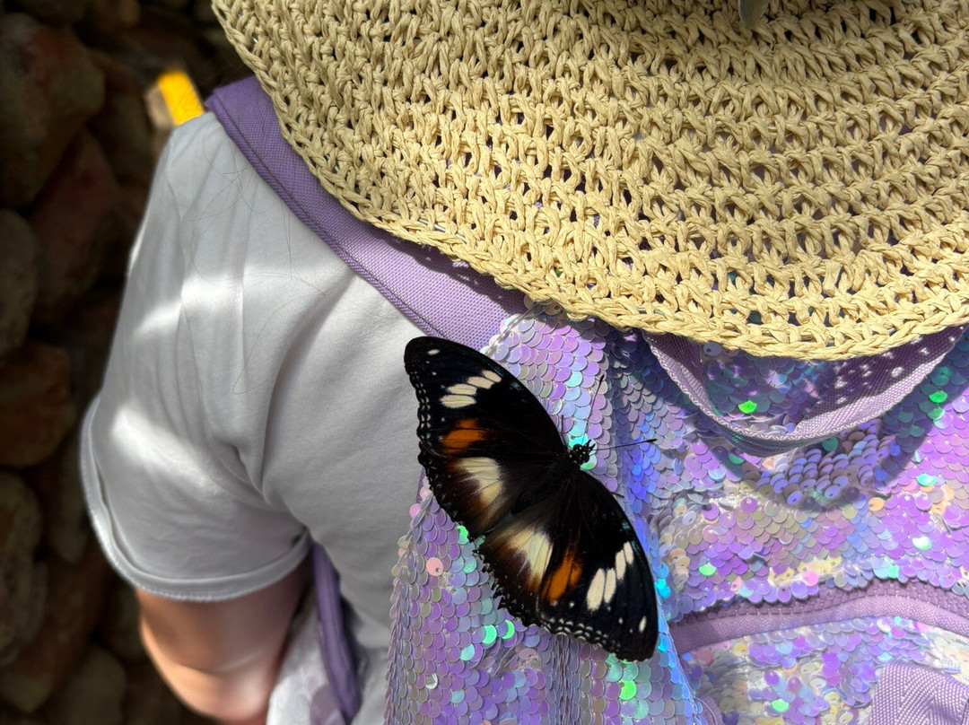 Australian Butterfly Sanctuary-库兰达必去景点
