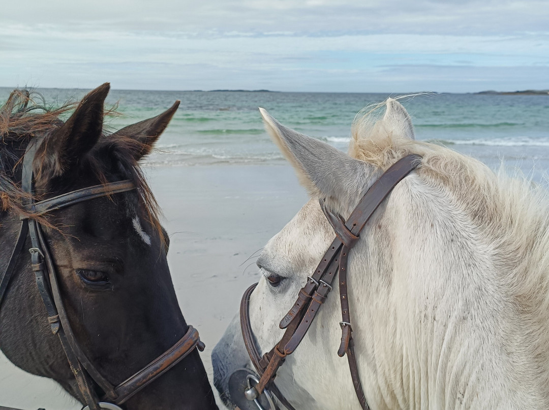 The Point Equestrian Centre and Pony Trekking-Ballyconneely必去景点