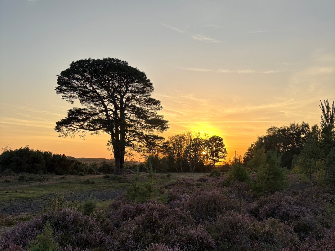 Wild New Forest Guided Tours-利明顿必去景点