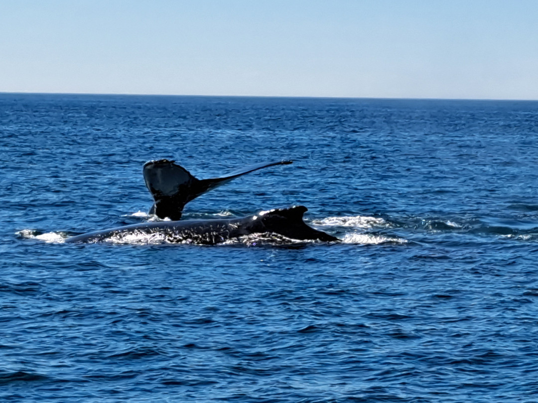 Adventure Bay Whale Watch Co.-Tiverton必去景点