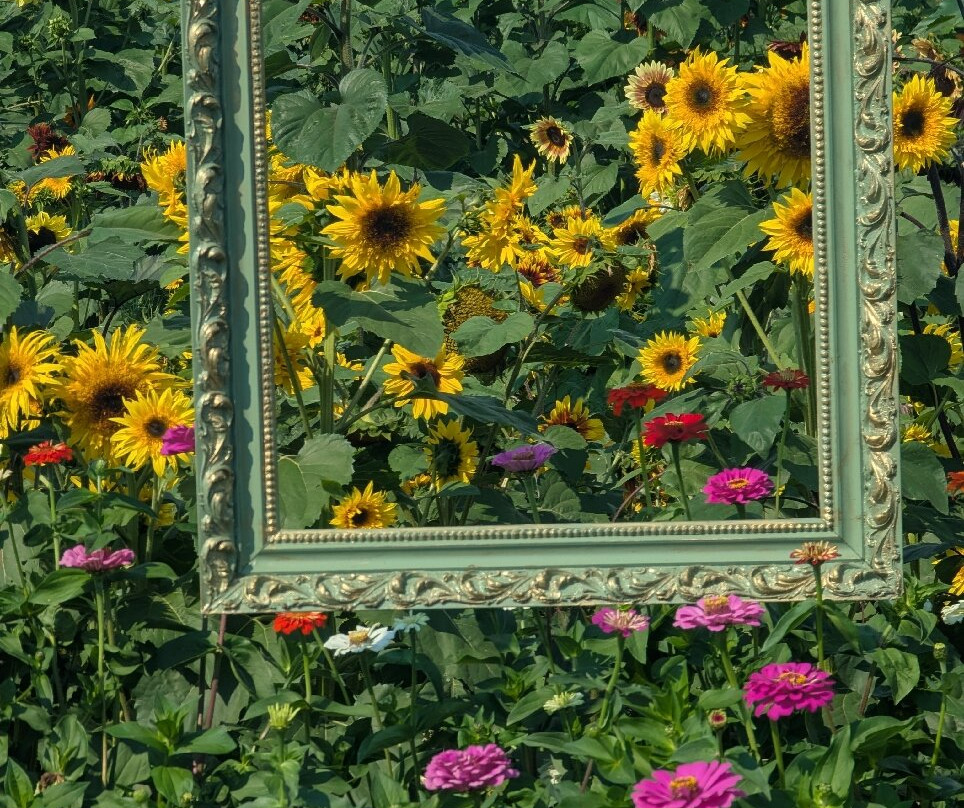 Bob's Corn and Pumpkin Farm-Snohomish必去景点