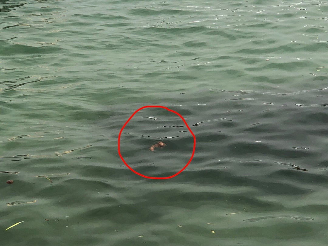 Playa de Es Canar-埃斯卡纳尔必去景点