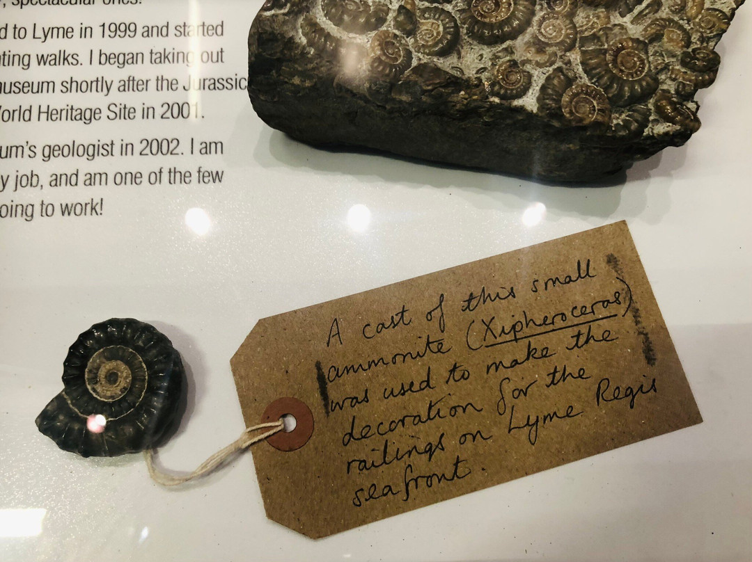 Lyme Regis Philpot Museum-莱姆里杰斯必去景点
