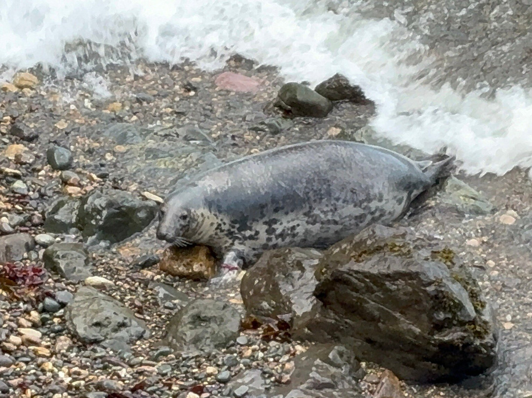 Porth Clais Harbour-St. Davids必去景点