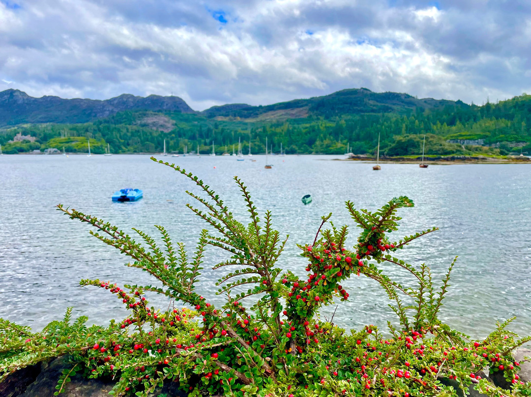 Plockton Harbour-Plockton必去景点