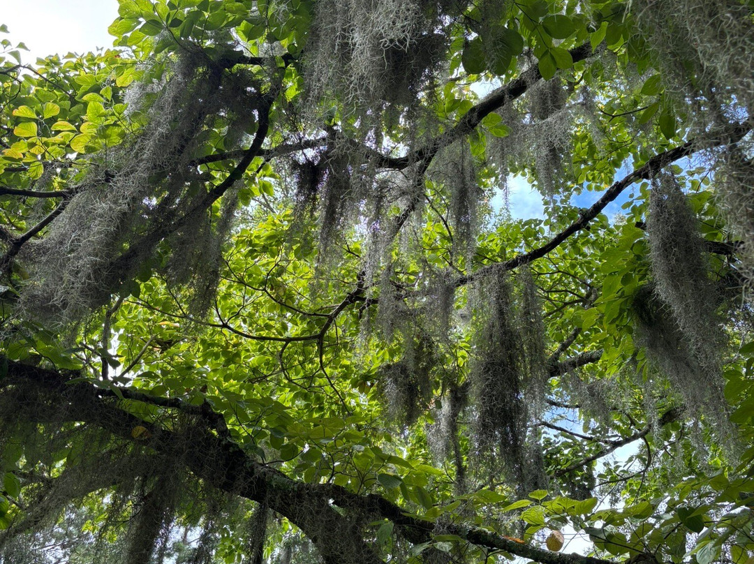 Lake Waccamaw State Park-卡罗莱纳州必去景点