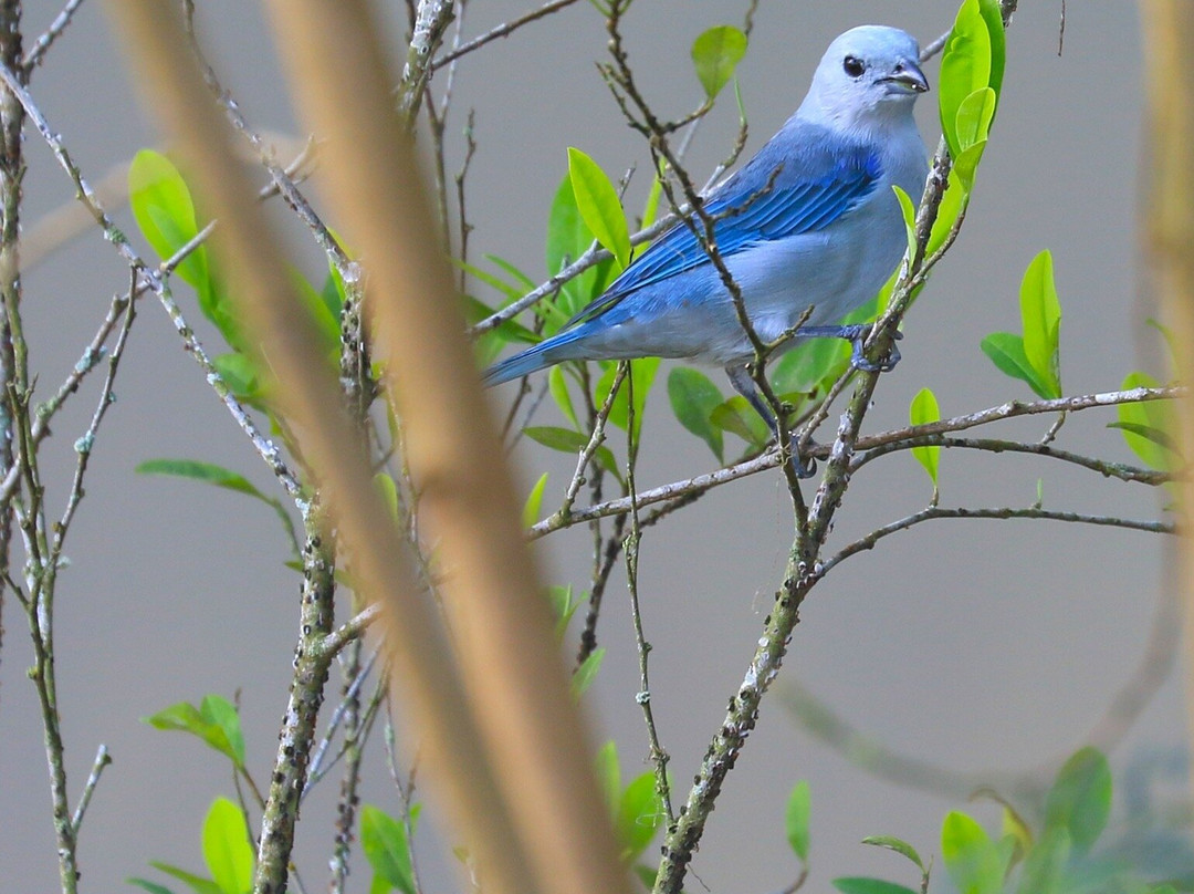 Hane Coffee-布埃纳维斯塔必去景点