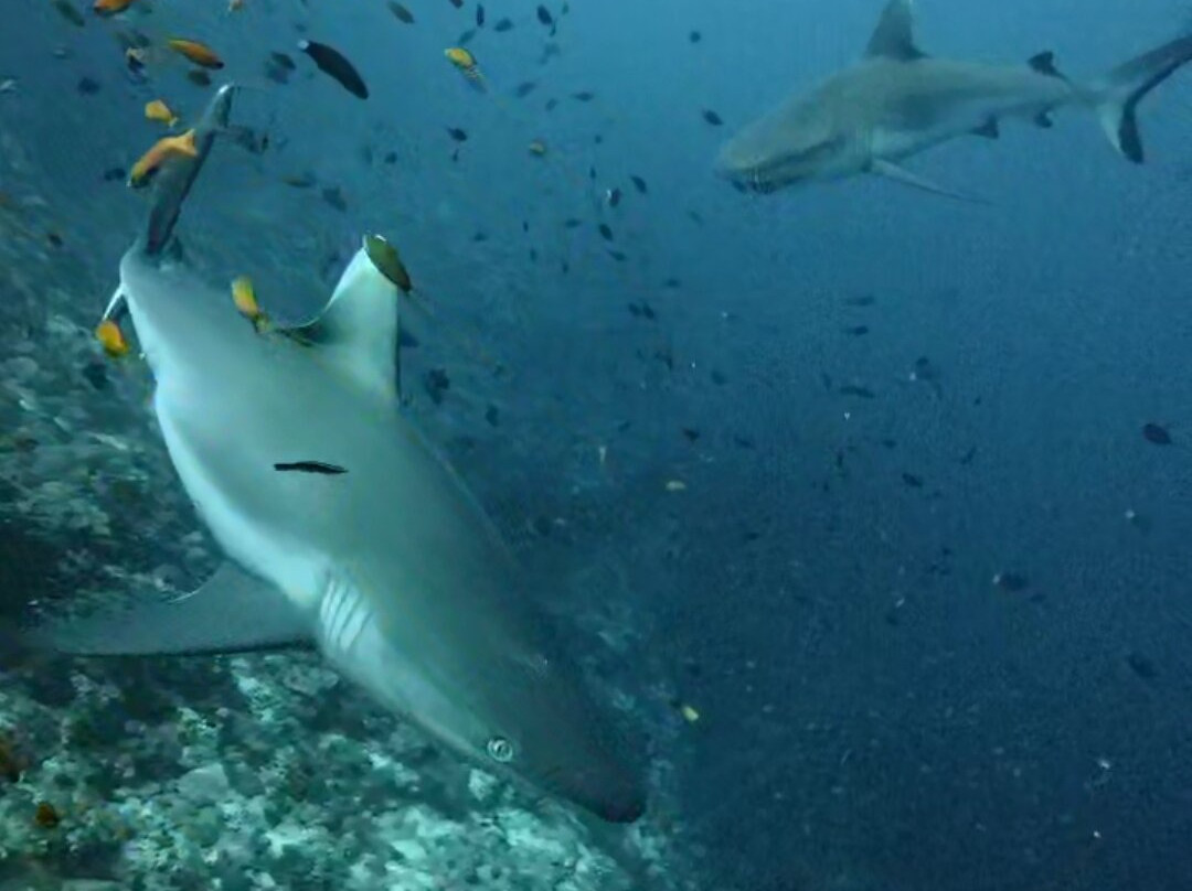 Big Blue Divers Rasdhoo-拉斯胡必去景点