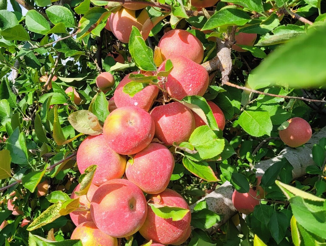 Battleview Orchards Country Store-弗里霍尔德必去景点
