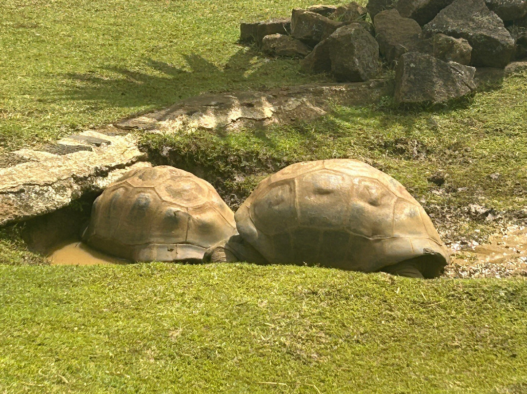 Sir Seewoosagur Ramgoolam Botanical Garden