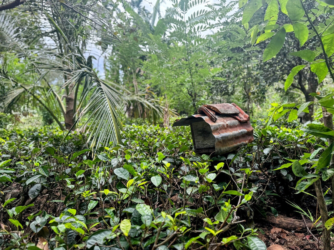 Ella Organic Tea Garden-Heeloya必去景点
