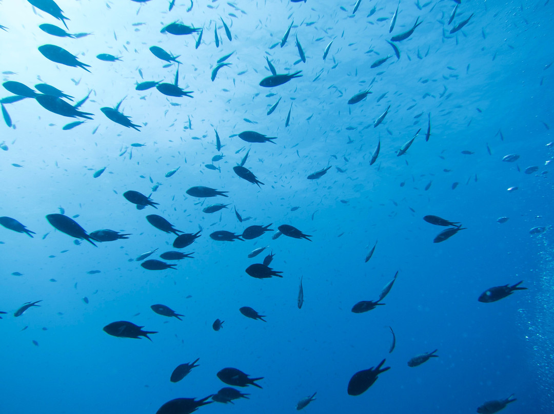 Mero Diving-Cala Ratjada必去景点