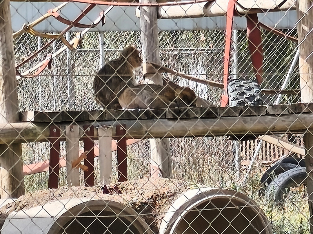 Centro De Rescate Y Recuperación De Primates Rainfer-Fuente El Saz De Jarama必去景点