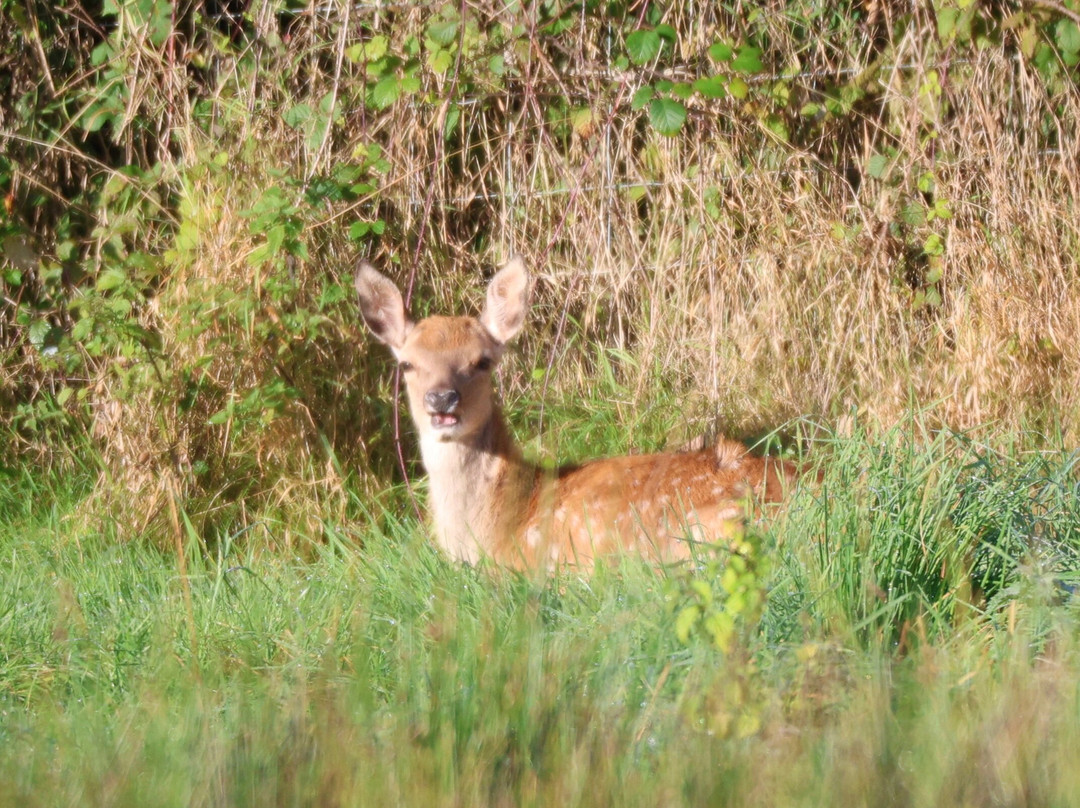 RSPB Leighton Moss Nature Reserve-Silverdale必去景点