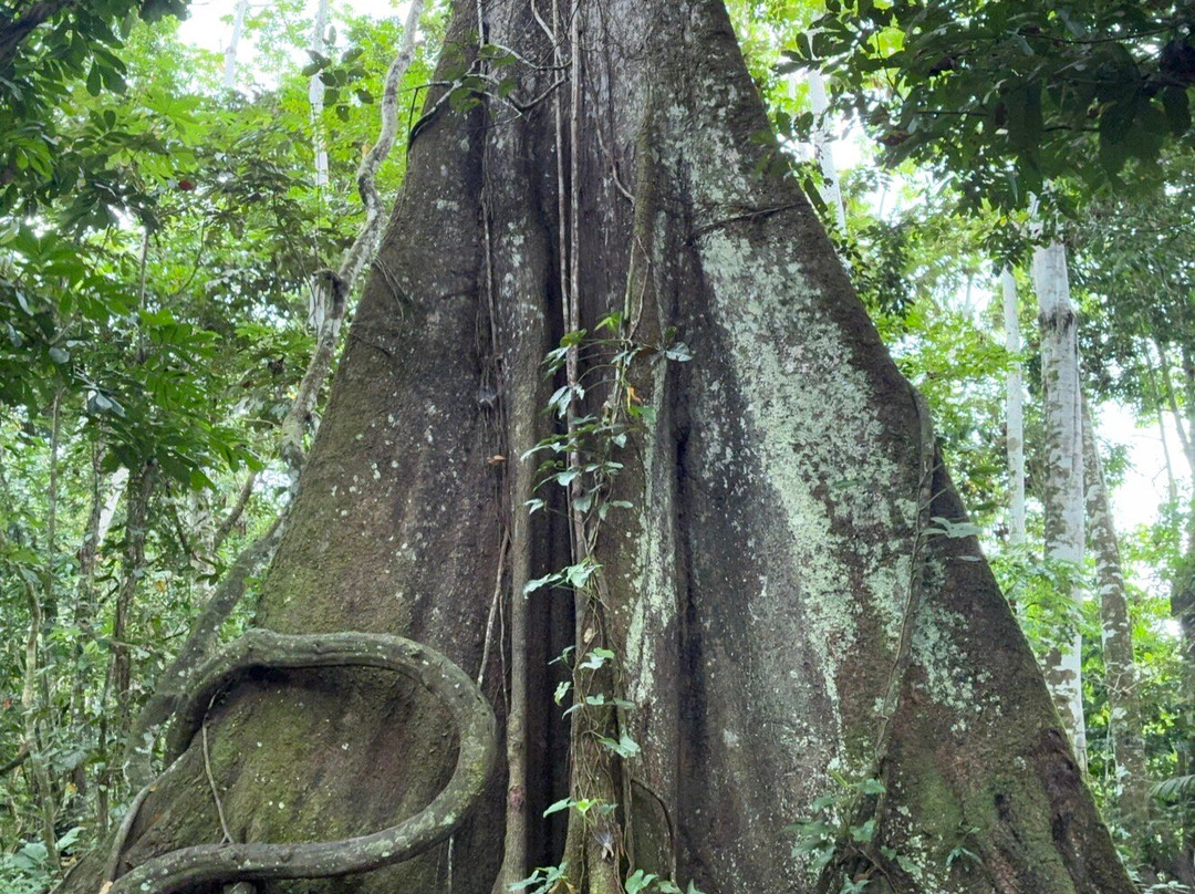 Amazonian Untamed Jungle Tours-伊基托斯必去景点