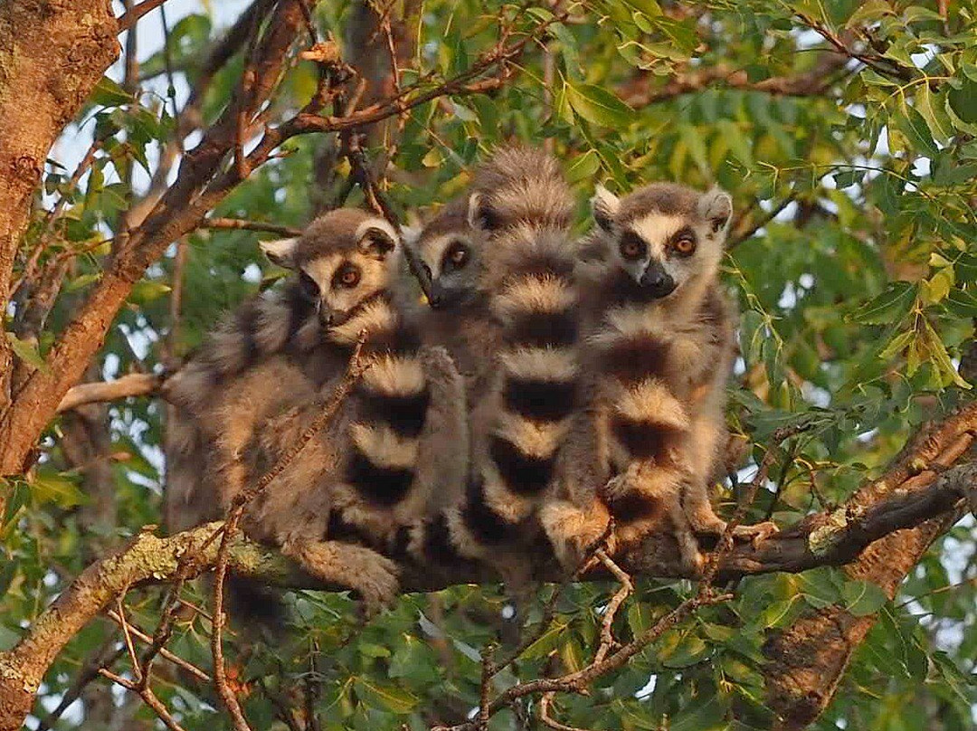 Dodi's Lemur Tours-Tolanaro必去景点