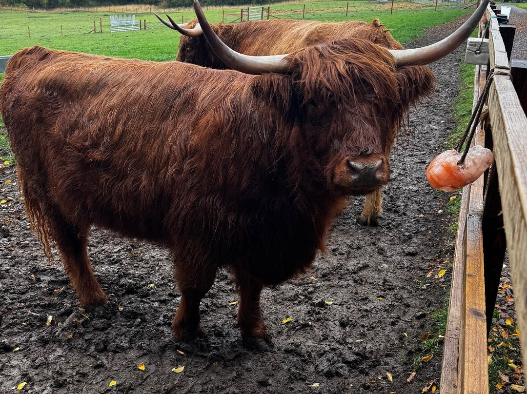 Highland Cow Cottage-Royston必去景点