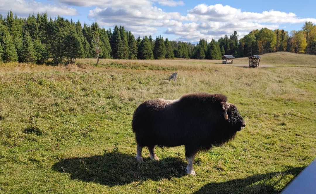 Zoo Sauvage of Saint-Felicien-Saint-Felicien必去景点