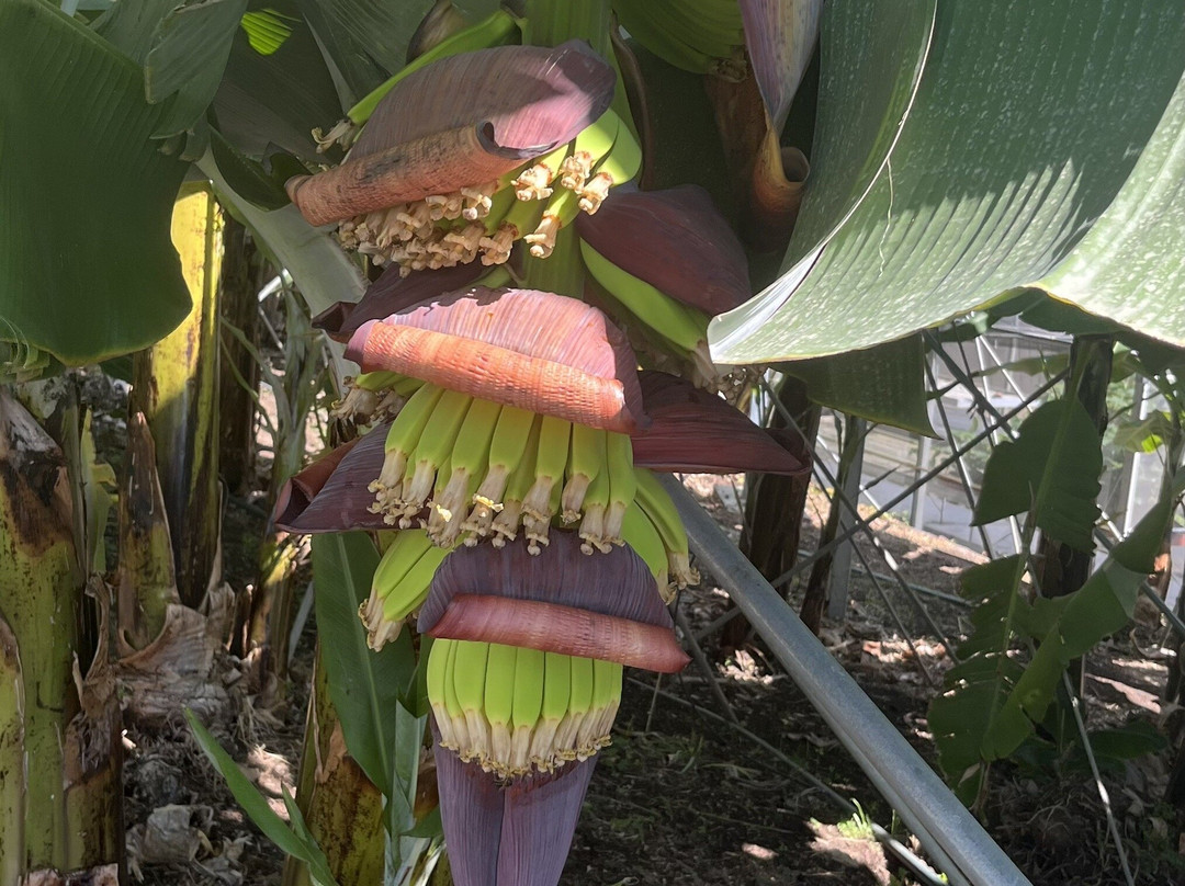 BAM - Centro Da Banana Da Madeira