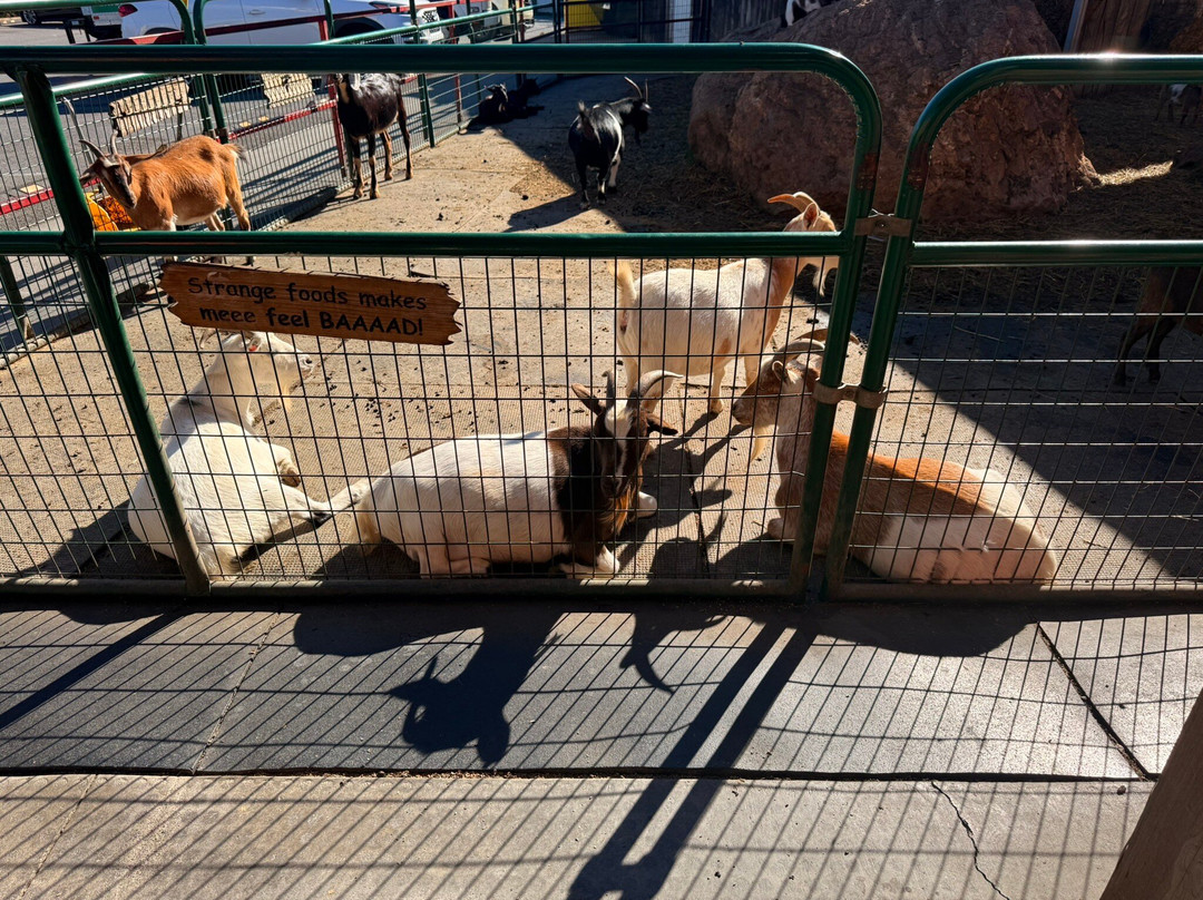 Goats on the Roof-皮金福奇必去景点