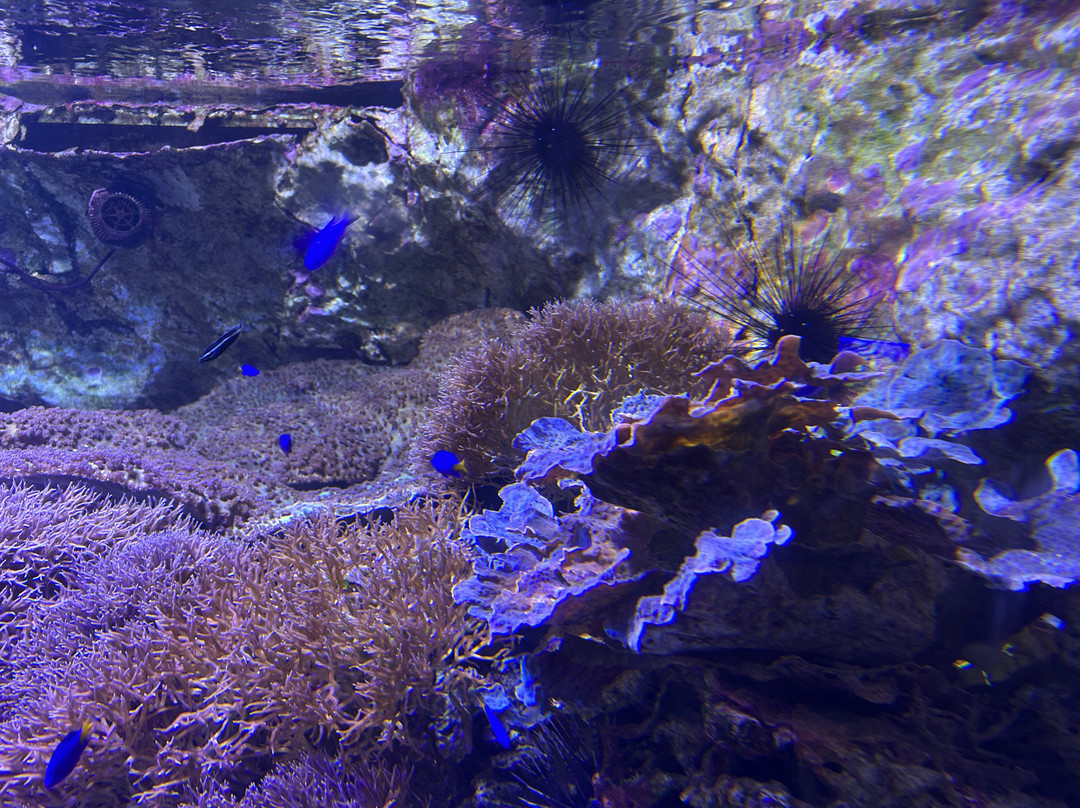 Seaquarium Institut Marin-勒格罗迪鲁瓦必去景点