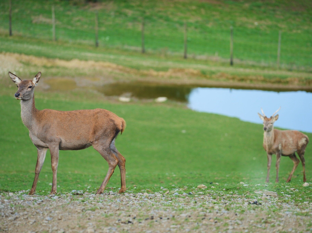 Parc Animalier De Rochehaut-Rochehaut必去景点