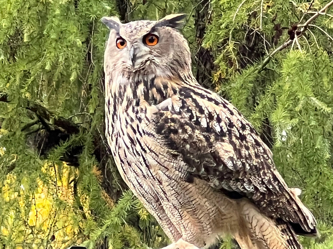 York Bird of Prey Centre-伊辛瓦必去景点