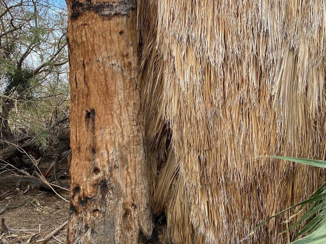 Twentynine Palms Oasis (Oasis of Mara)-约书亚树国家公园必去景点