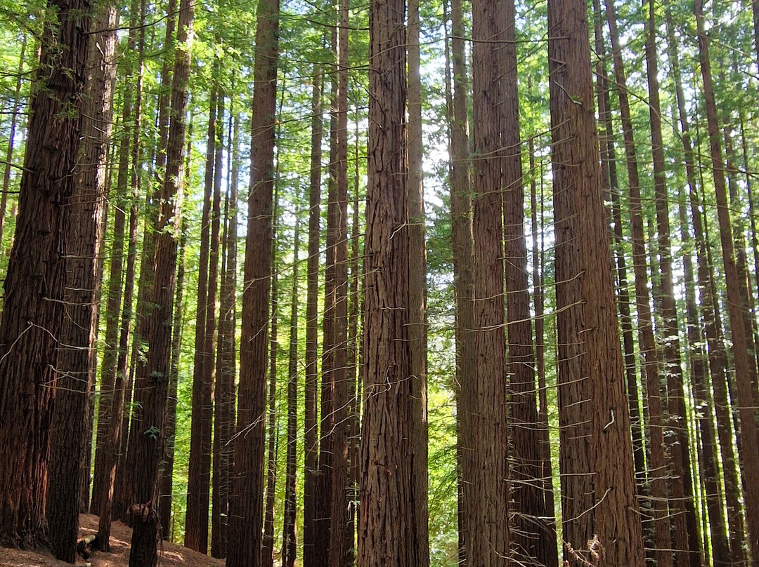 Natural Monument of the Sequoias of Monte Cabezón-Cabezon de la Sal必去景点