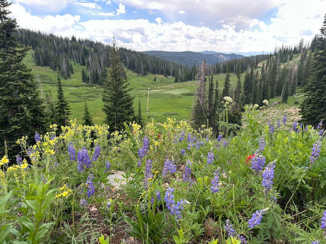Mount Zirkel Wilderness Area-斯廷博特斯普林斯必去景点