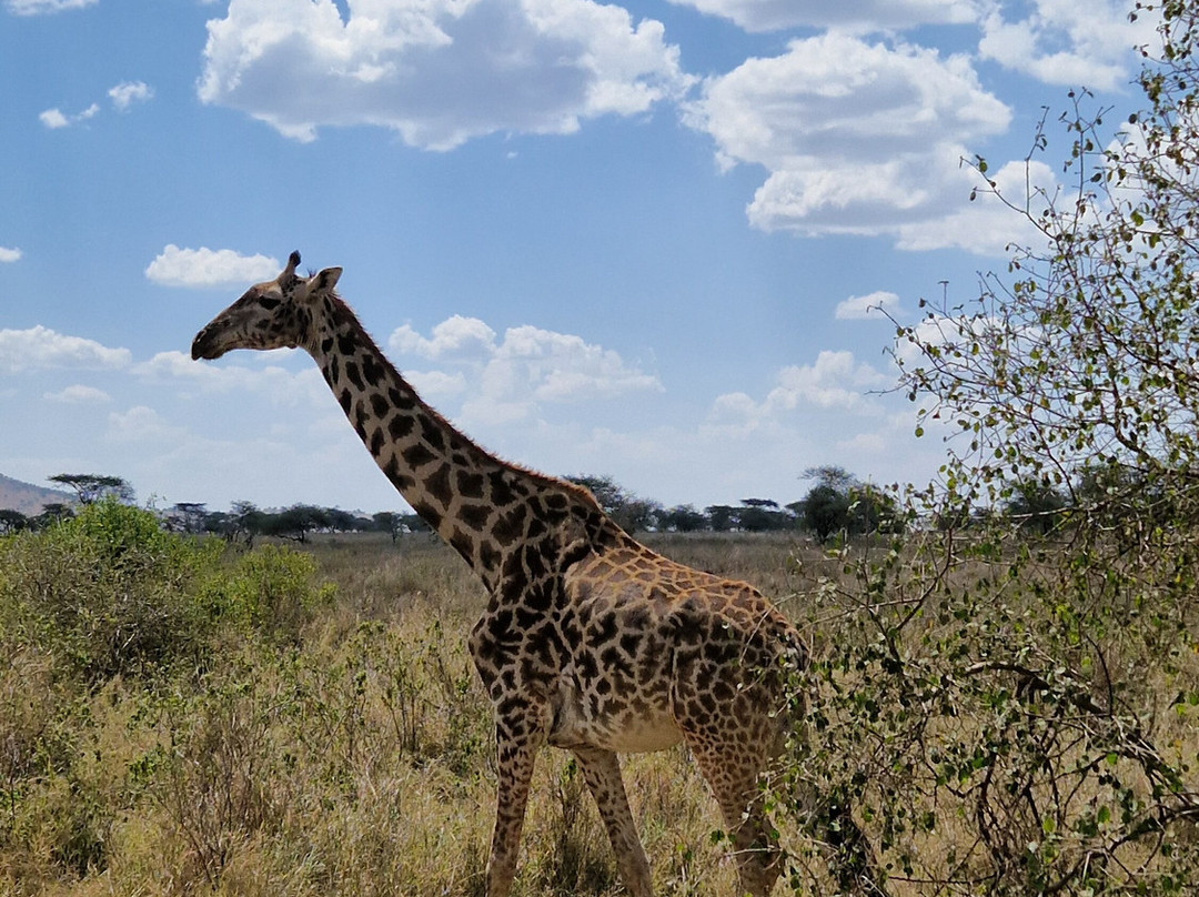 Hello Tanzania-Dar es Salaam必去景点