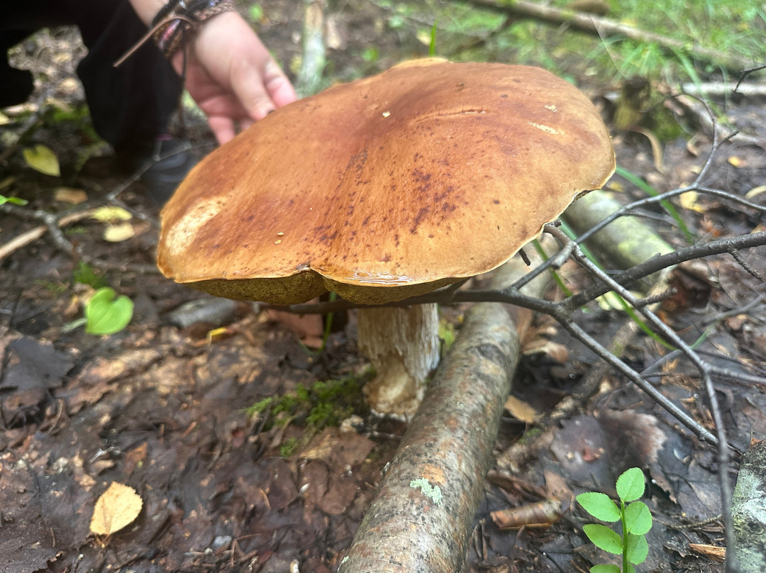 Kolovesi National Park-Southern Savonia必去景点