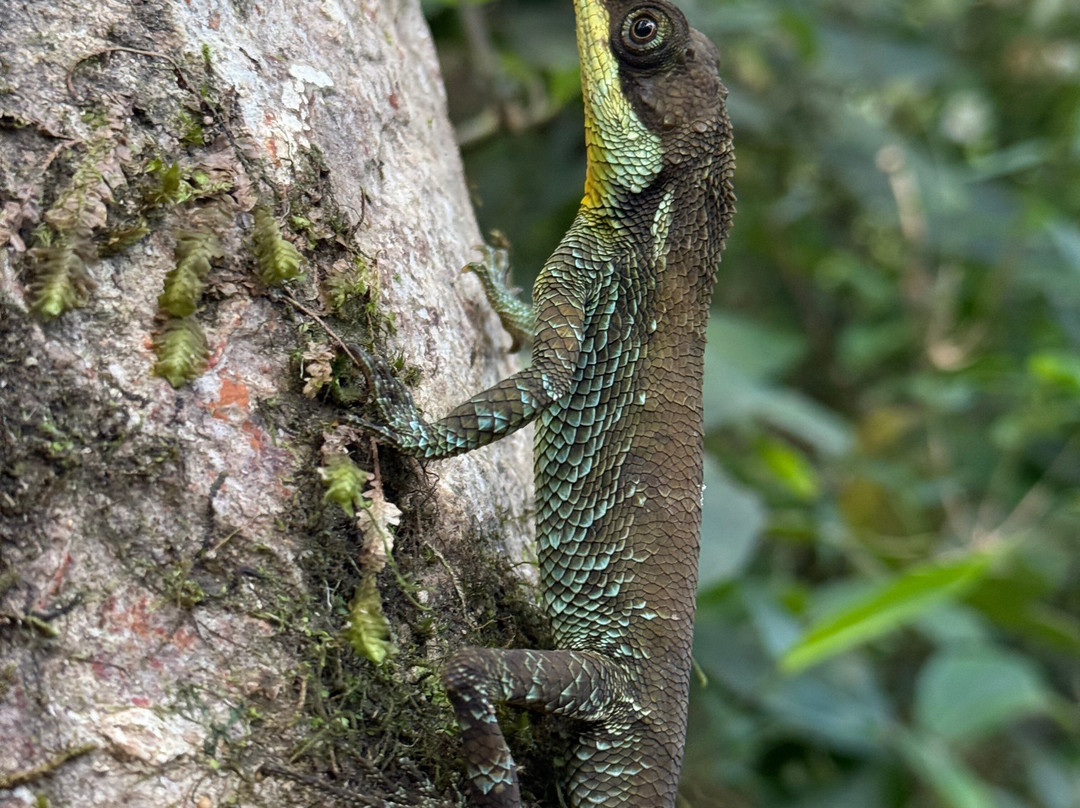 Sri Lanka Knuckles Trekking-康提必去景点
