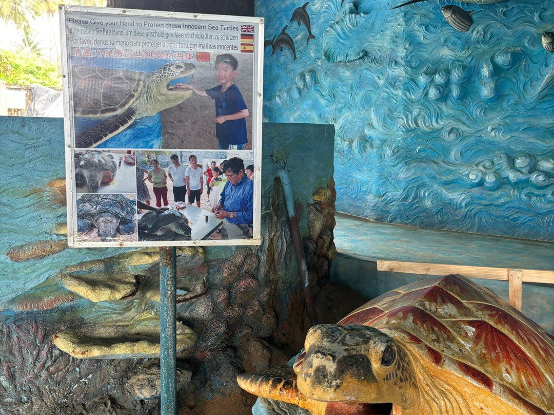 Ahungalla Sea Turtles Conservation And Research Center-亚洪加拉必去景点