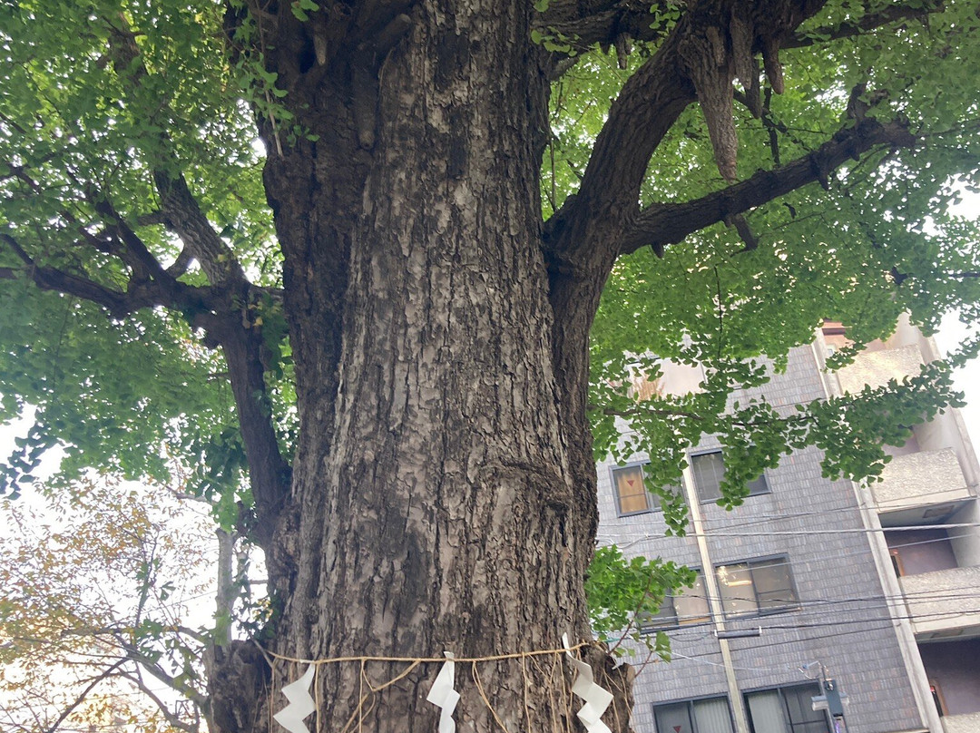 Hatomori Hachiman Shrine-Sendagaya必去景点