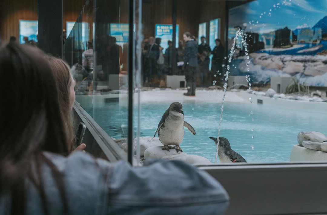 西海岸奇异鸟馆-弗朗茨约瑟夫（冰川）必去景点