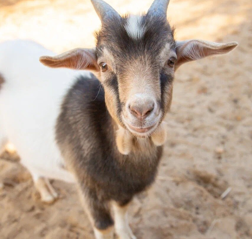 Pacha Mama Alpaca Park-Yasenevo必去景点