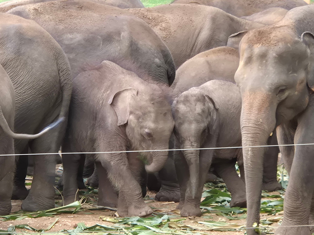 Elephant Transit Home (ETH)-乌达瓦拉维国家公园必去景点